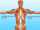 Intercostal muscle strain causes