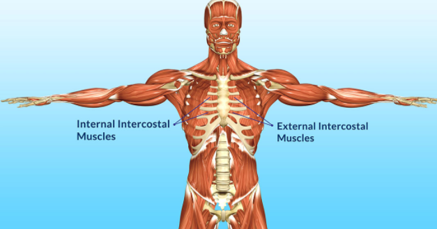 Intercostal Muscle Strain Symptoms From Coughing Healing Time 